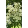 Švedinis šermukšnis - Sorbus intermedia