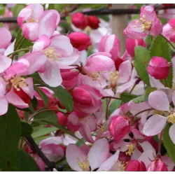 Showy Crabapple - Malus floribunda
