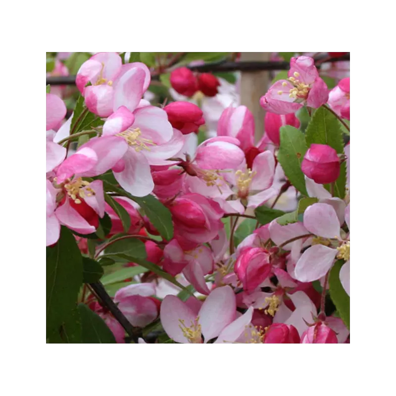 Gausiažiedė obelis - Malus floribunda