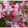 Gausiažiedė obelis - Malus floribunda