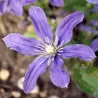 Raganė - Clematis ARABELLA