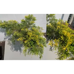 Tarpinis kadagys - Juniperus × pfitzeriana GOLDEN SAUCER