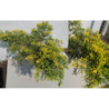 Tarpinis kadagys -  Juniperus × pfitzeriana GOLDEN SAUCER