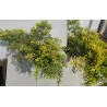 Tarpinis kadagys - Juniperus × pfitzeriana GOLDEN SAUCER