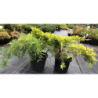 Tarpinis kadagys -  Juniperus × pfitzeriana GOLDEN SAUCER