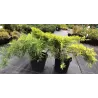 Tarpinis kadagys - Juniperus × pfitzeriana GOLDEN SAUCER