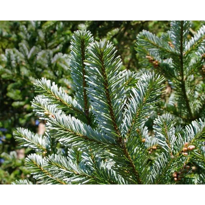 Garden plants/Trees/Flowers/ web-shop