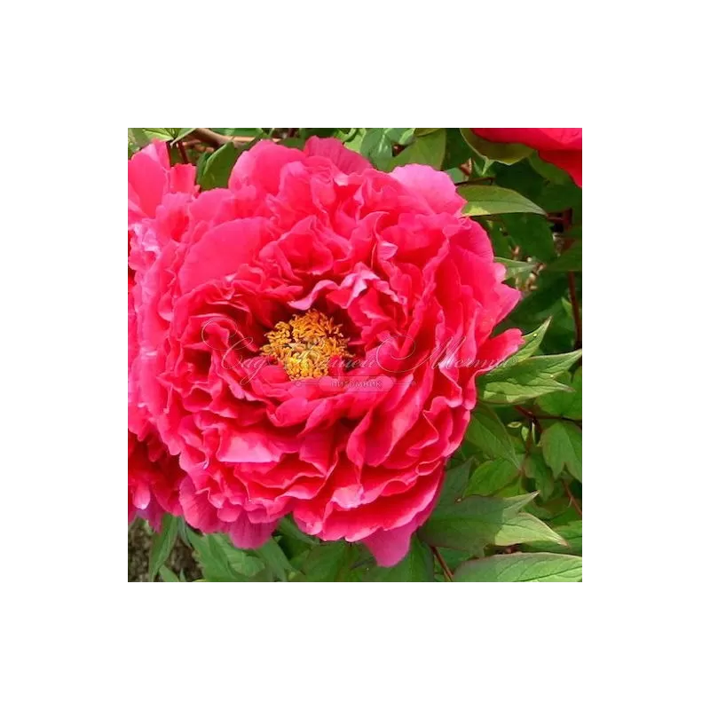 copy of Krūminis (medėjantis) bijūnas (Japonija) - Paeonia suffruticosa Tamamidori GR 3-5st GR