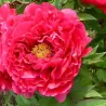 Bijūnas krūminis - Paeonia suffruticosa TAMAMIDORI