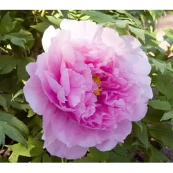 Bijūnas krūminis - Paeonia (suffruticosa) SEIDAI