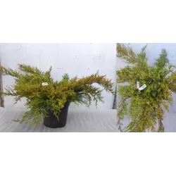 Tarpinis kadagys 'Old Gold' - Juniperus × media 'Old Gold'