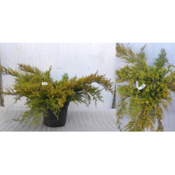 Tarpinis kadagys - Juniperus × media OLD GOLD