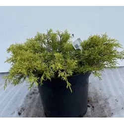 Tarpinis kadagys 'Golden Saucer' -  Juniperus × pfitzeriana 'Golden Saucer'