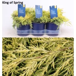 Tarpinis kadagys 'Golden Saucer' - Juniperus × pfitzeriana 'Golden Saucer'