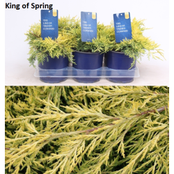 Tarpinis kadagys -  Juniperus × pfitzeriana KING OF SPRING