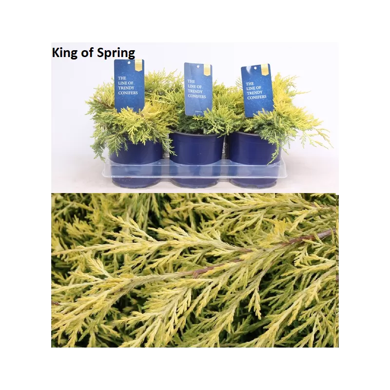 Tarpinis kadagys 'Golden Saucer' -  Juniperus × pfitzeriana 'Golden Saucer'