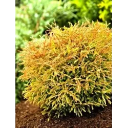 Vakarinė tuja - Thuja occidentalis GOLDEN TUFFET