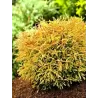 Vakarinė tuja - Thuja occidentalis GOLDEN TUFFET