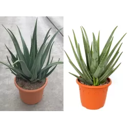 Tikrasis alavijas - Aloe vera (A. barbadensis Miller)