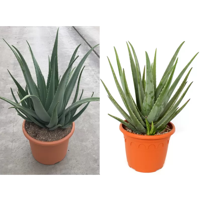 Tikrasis alavijas - Aloe vera (A. barbadensis Miller)