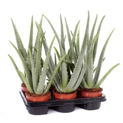 Tikrasis alavijas - Aloe vera (A. barbadensis Miller)