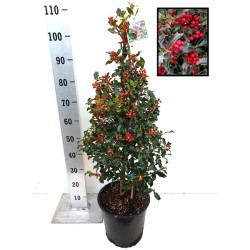 Bugienis - Ilex aquifolium ALASKA