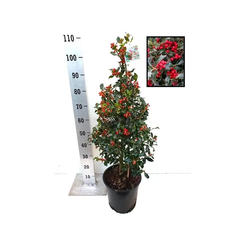 Aštrialapis (melsvasis) bugienis - Ilex meserveae MONDO Little Rascal 2METAI (dauginta auginiais) P9 gyva foto 2022-01-22