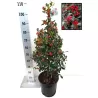 Aštrialapis (melsvasis) bugienis - Ilex meserveae MONDO Little Rascal 2METAI (dauginta auginiais) P9 gyva foto 2022-01-22