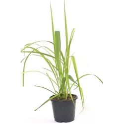 Tikroji citrinžolė (lemongrass) - Cymbopogon citratus