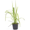 Tikroji citrinžolė (lemongrass) - Cymbopogon citratus