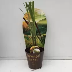 Tikroji citrinžolė (lemongrass) - Cymbopogon citratus