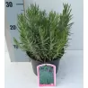 Tikroji levanda - Lavandula angustifolia DWARF BLUE