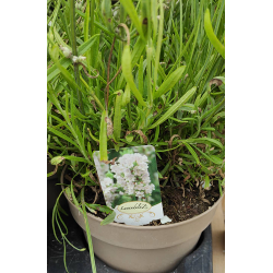 Lavandula angustifolia AROMANCE WHITE
