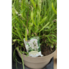 Tikroji levanda baltažiedė forma - Lavandula angustifolia AROMANCE WHITE