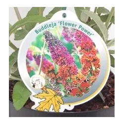 Davido budlėja - Buddleja davidii FLOWER POWER
