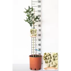 Tikroji pistacija  (VYR.) - Pistacia vera MASCHIO IMPOLLINATORE