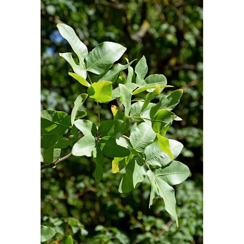 Tikroji pistacija  (VYR.) - Pistacia vera MASCHIO IMPOLLINATORE