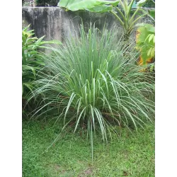 Tikroji citrinžolė (lemongrass) - Cymbopogon citratus
