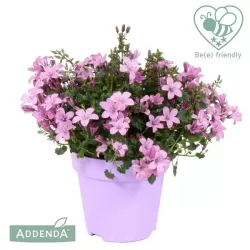 Garden plants/Trees/Flowers/ web-shop