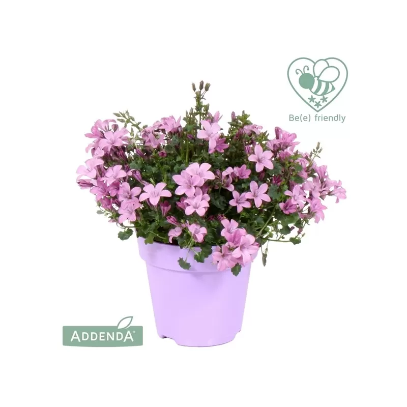 Garden plants/Trees/Flowers/ web-shop