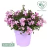 Garden plants/Trees/Flowers/ web-shop
