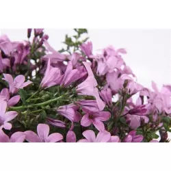 Garden plants/Trees/Flowers/ web-shop