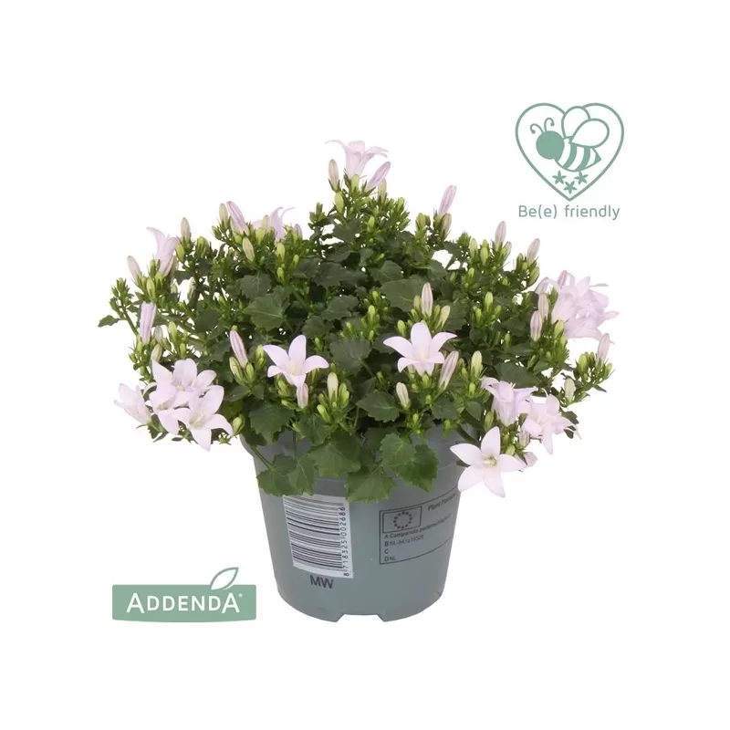 Garden plants/Trees/Flowers/ web-shop