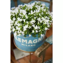 Garden plants/Trees/Flowers/ web-shop