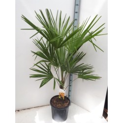 Trachikarpas - Trachycarpus fortunei