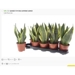 Trijuoste sansevjera (uošvės liežuvis) - Sansevieria trifasciata FUTURA SUPERBA