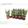 Trijuoste sansevjera (uošvės liežuvis) - Sansevieria trifasciata FUTURA SUPERBA