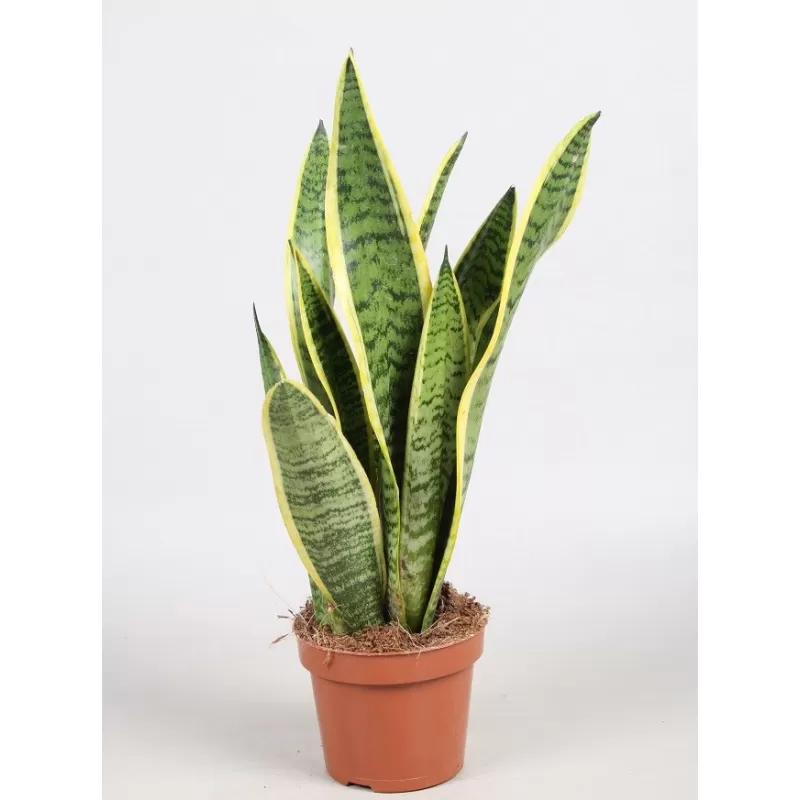 Trijuoste sansevjera (uošvės liežuvis) - Sansevieria trifasciata FUTURA SUPERBA