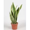 copy of Trijuoste sansevjera (uošvės liežuvis) - Sansevieria trifasciata FUTURA SUPERBA 12Ø GYVA FOTO 2022-03-31