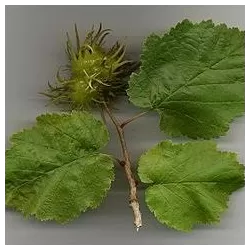 Turkinis lazdynas - Corylus colurna